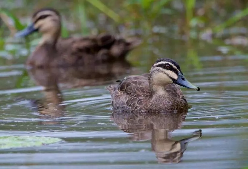 Fotos del hotel Soho Brisbane:  8