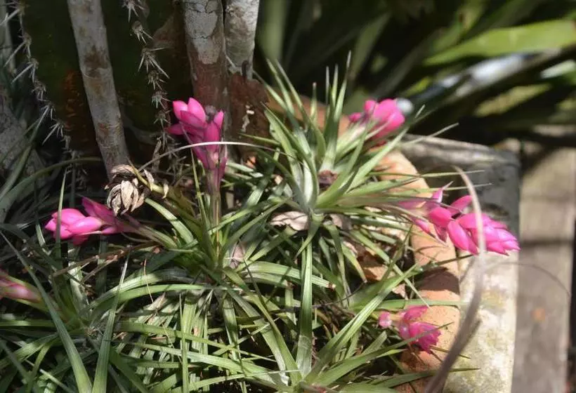 Fotos del hotel Deauville Pousada:  6