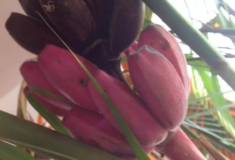 Fotos del hotel Deauville Pousada:  12