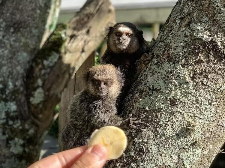 Fotos del hotel São Sebastião Da Praia:  13