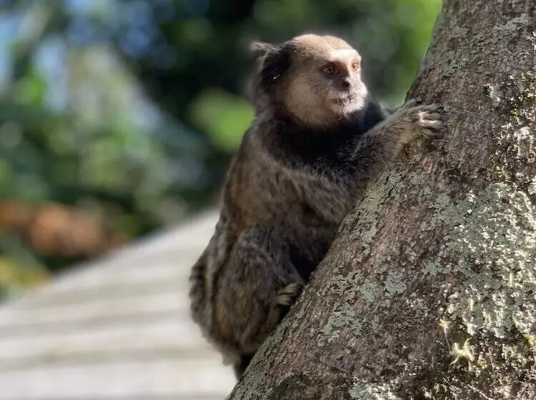 Fotos del hotel São Sebastião Da Praia:  7