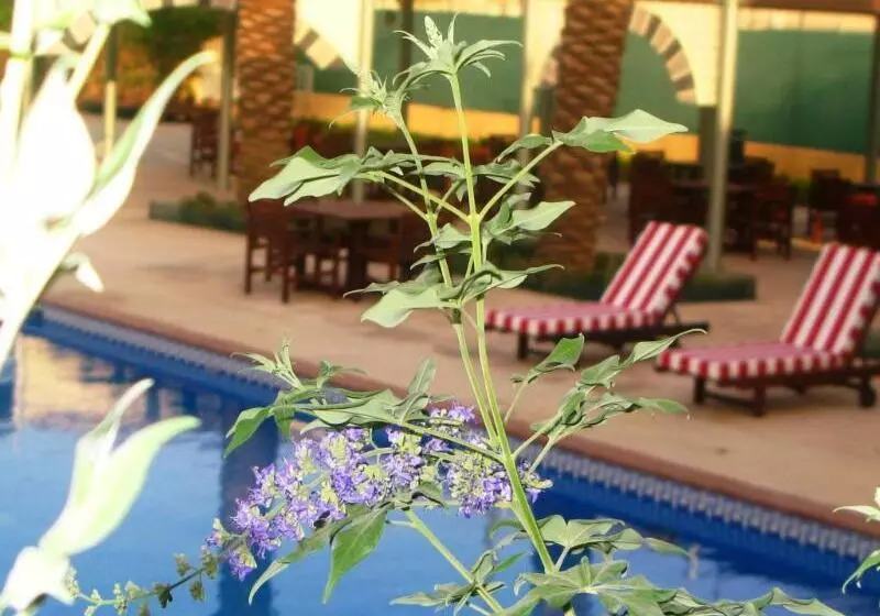 Fotos del hotel Holiday Inn Riyadh Izdihar, An Ihg:  38