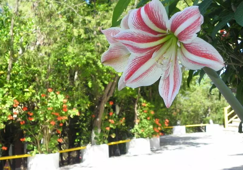 Fotos del hotel Mirabelle:  21