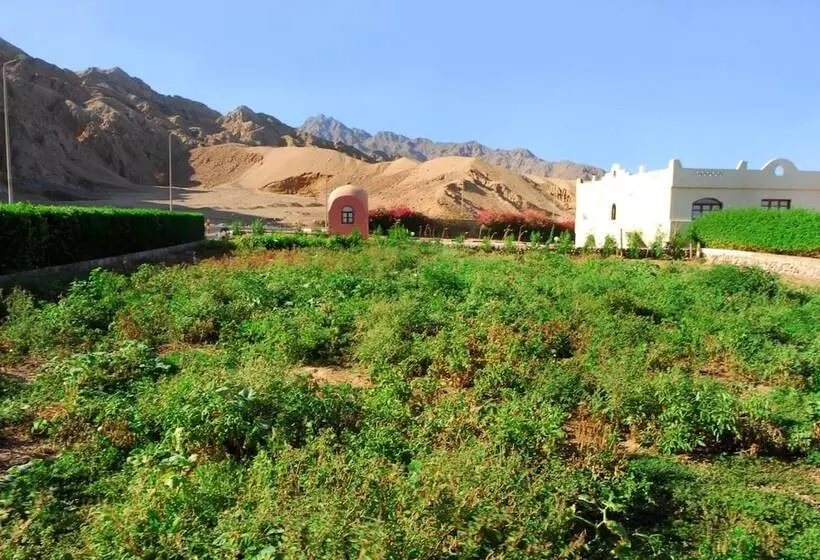 Fotos del hotel Tropitel Dahab Oasis:  18