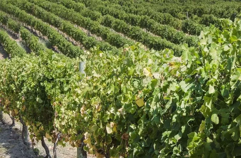 Fotos del hotel Mont Rochelle Hotel & Vineyard:  16