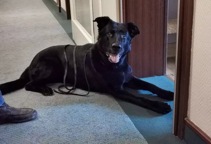 Fotos del hotel Cristal:  20