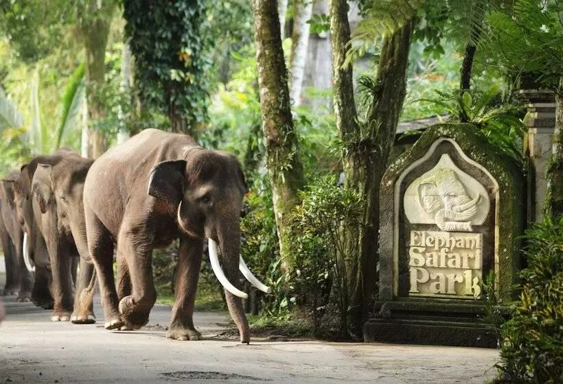 Fotos del hotel Mason Elephant Lodge:  13