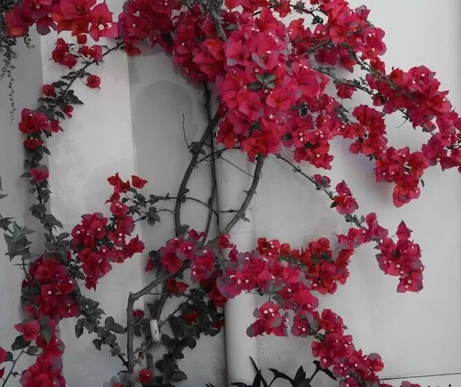 Fotos del hotel Abbraccia Morfeo Roma:  5