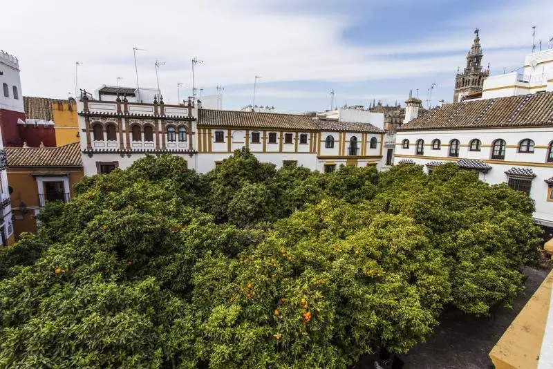 Fotos del hotel Boutique Elvira Plaza:  17