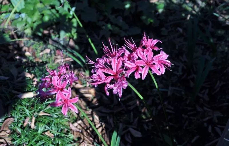 Fotos del hotel Apa  Yokohamakannai:  8