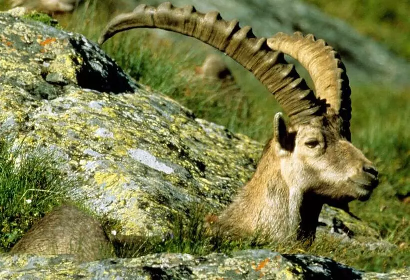 Fotos del hotel Hubertus:  10