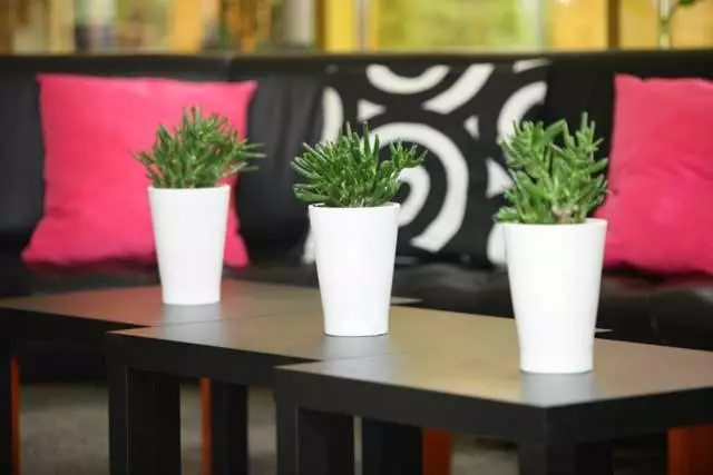 Fotos del hotel 500:  16