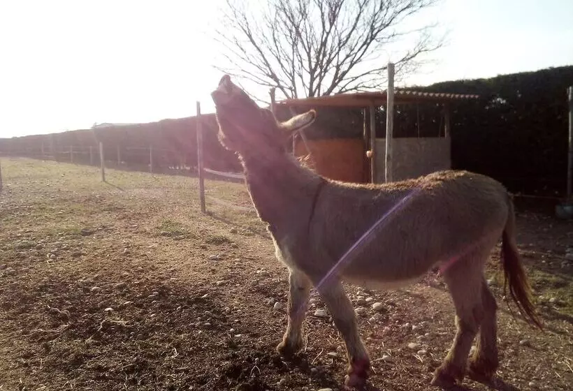 Fotos del hotel Agriturismo Alle Quattro Stagioni:  16