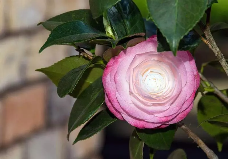 Fotos del hotel Arista Of Rotorua:  21