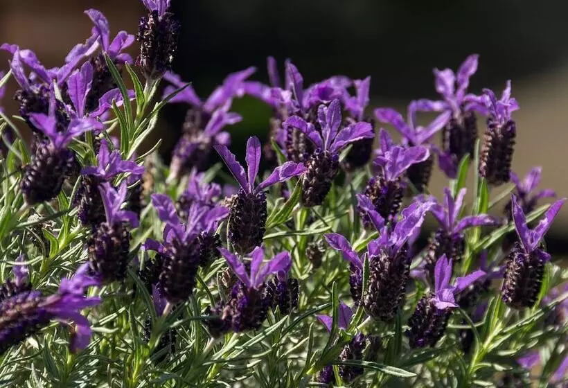 Fotos del hotel Arista Of Rotorua:  14