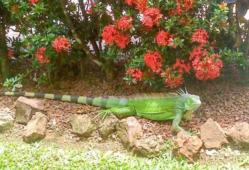 Fotos del hotel La Rosa De America:  12