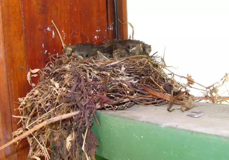 Fotos del hotel La Rosa De America:  7