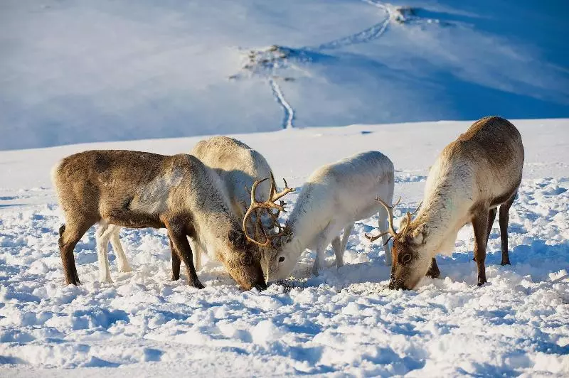 Fotos del hotel Smarthotel Tromsø:  10