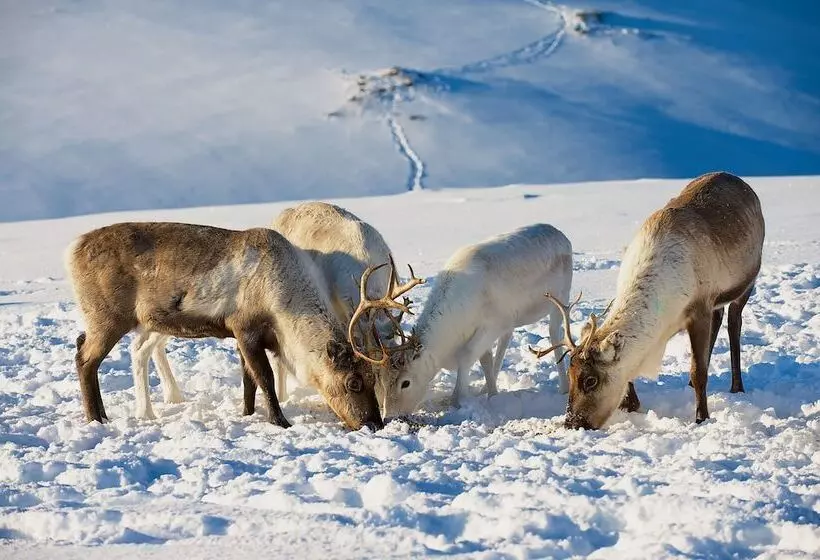 Fotos del hotel Smarthotel Tromsø:  9