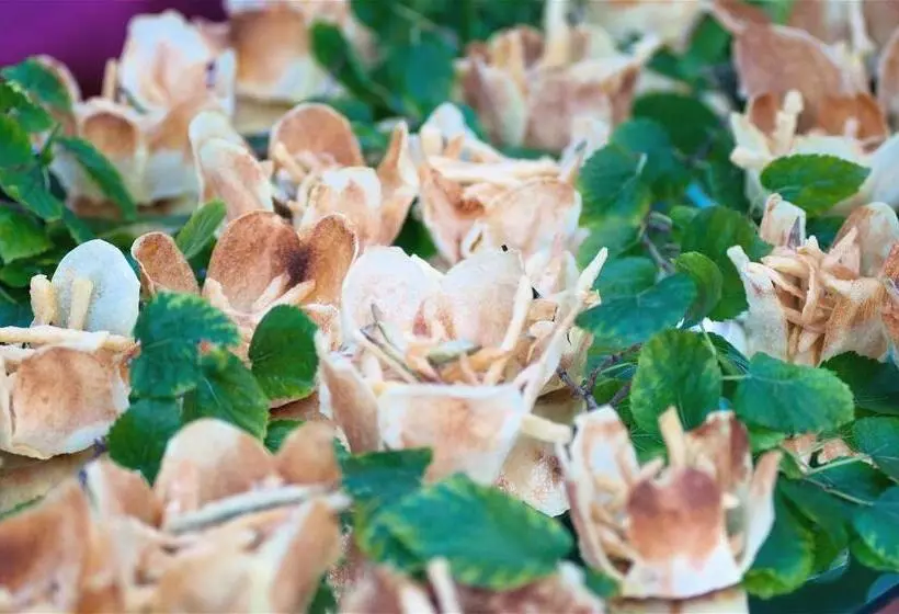 Fotos del hotel Piroga Padova:  6