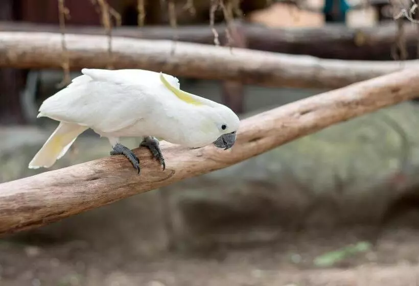 Fotos del hotel Devera:  5