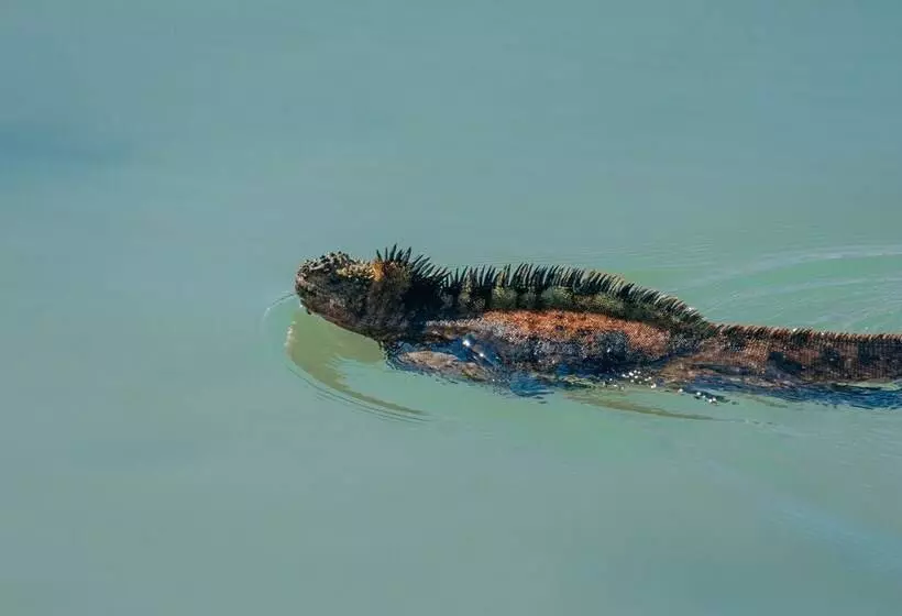 Fotos del hotel Galapagos Habitat By Eco Luxury Group:  80