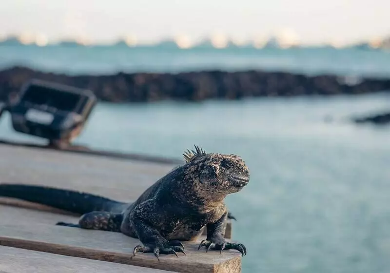 Fotos del hotel Galapagos Habitat By Eco Luxury Group:  83