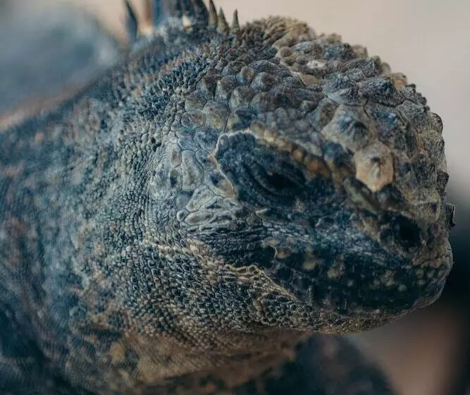 Fotos del hotel Galapagos Habitat By Eco Luxury Group:  33