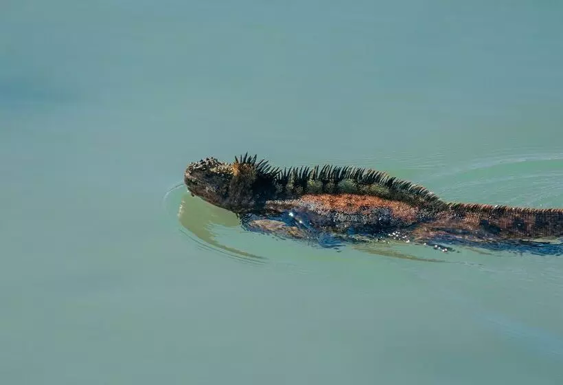 Fotos del hotel Galapagos Habitat By Eco Luxury Group:  86