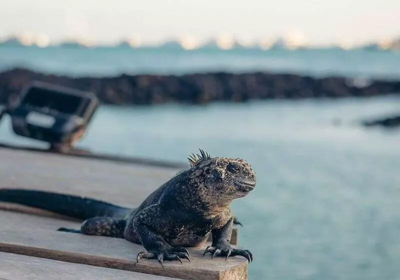 Fotos del hotel Galapagos Habitat By Eco Luxury Group:  87