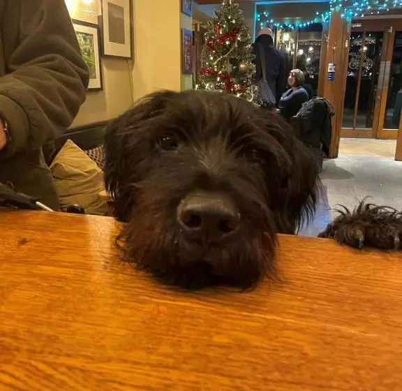 Fotos del hotel Oak Tree Inn:  16