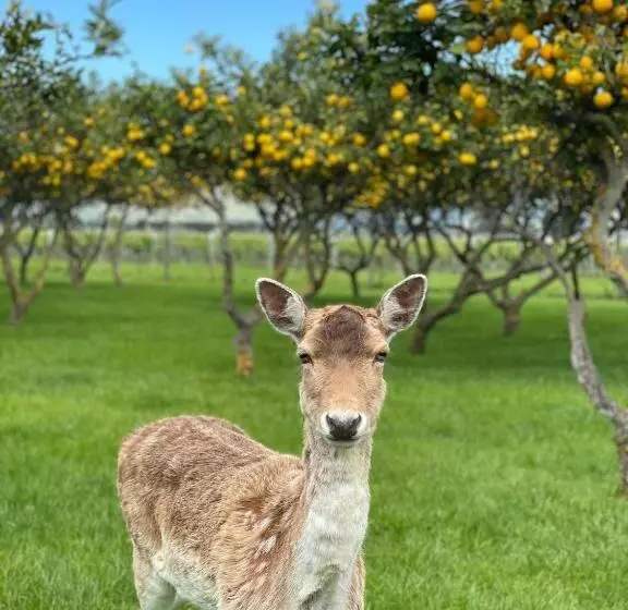 Fotos del hotel St Leonards Vineyard Cottages:  13