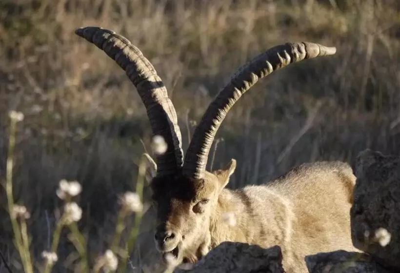 Fotos del hotel Mas De La Serra:  5