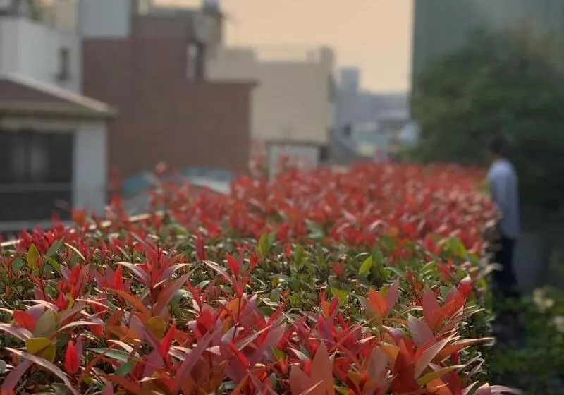 Fotos del hotel Roots Inn:  5