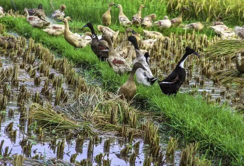 Fotos del hotel Bakung Ubud Resort And Villa:  7