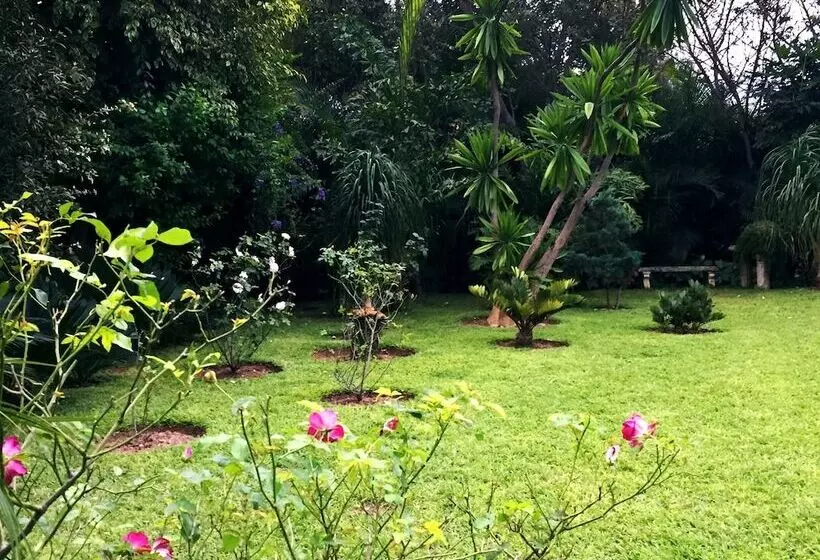 Fotos del hotel Palmwood Lodge:  11