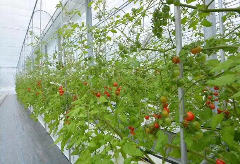 Fotos del hotel Nikko Station  Classic:  16