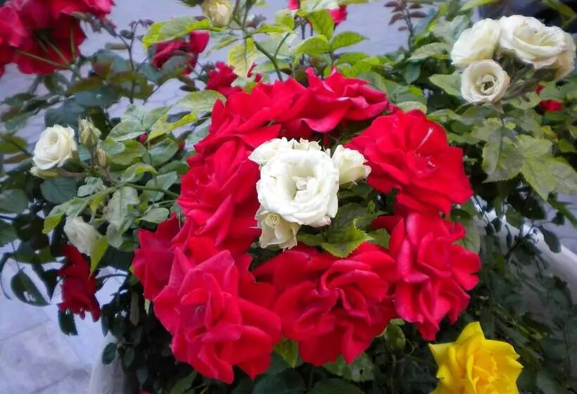 Fotos del hotel Paradise Lost Apartments:  16