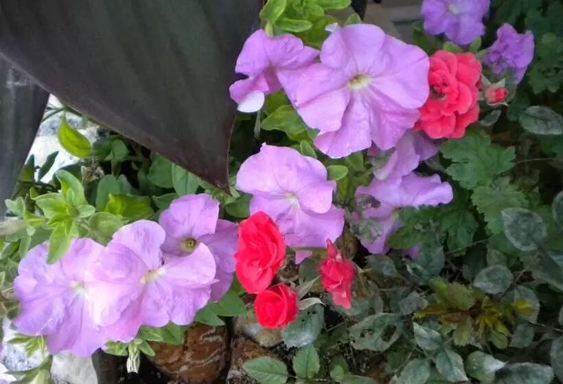 Fotos del hotel Paradise Lost Apartments:  9