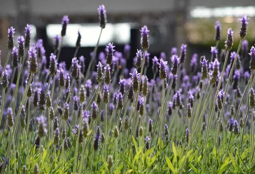 Fotos del hotel Hacienda Los Picachos:  3