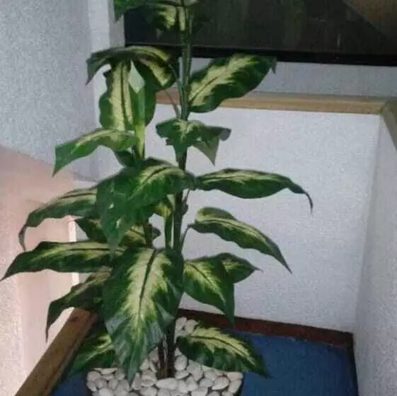 Fotos del hotel Patria:  6