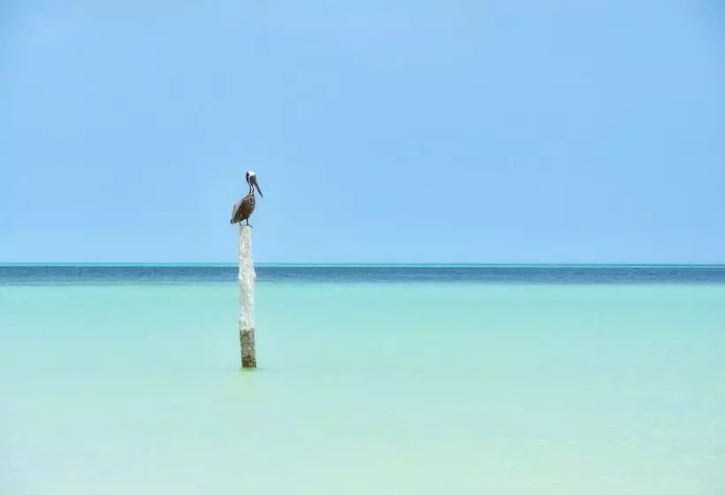 Fotos del hotel Soho Boutique Holbox  Adults Only:  20