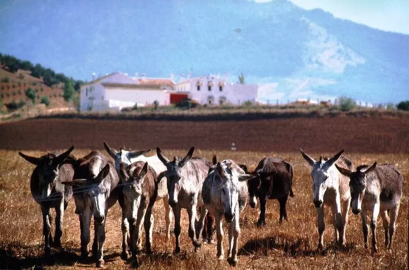Fotos del hotel Maria Luisa:  7