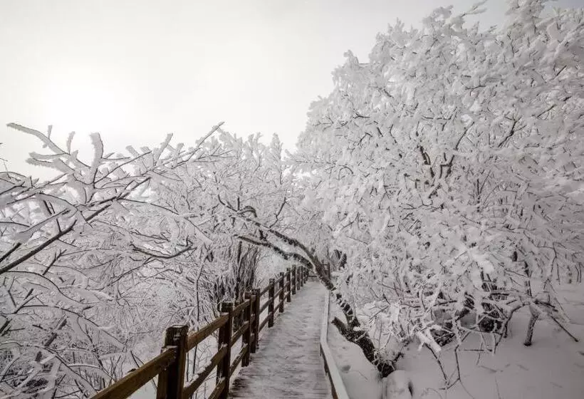 Fotos del hotel Yongpyong Resort:  7