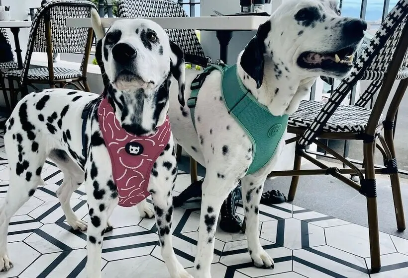 Fotos del hotel Winchester Mansions:  15