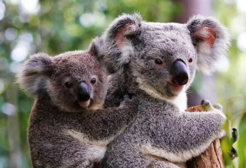 Fotos del hotel Sandcastles On Currumbin Beach:  3
