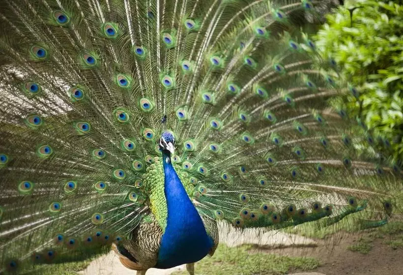 Fotos del hotel Marinela Sofia:  9