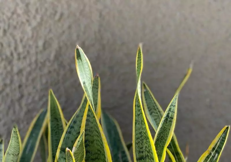 Fotos del hotel Europa:  8