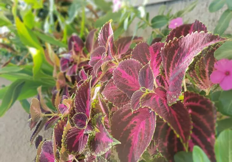 Fotos del hotel Europa:  15