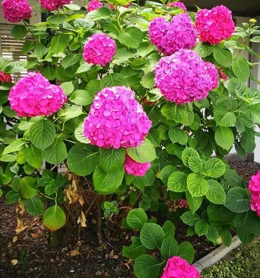 Fotos del hotel Belmont Motor Inn:  5